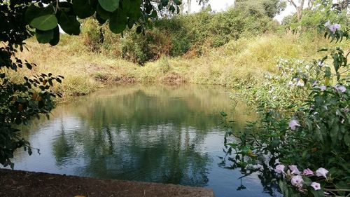 Scenic view of lake in forest against sky