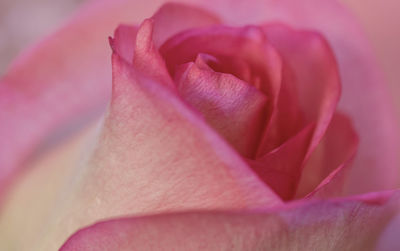 Close-up of pink rose