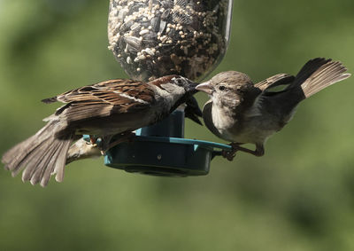 Crowded out on the feeder