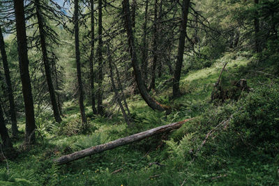 A fallen larch in a forest in south tyrol, italy