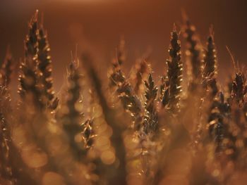 Detail shot of stalks against blurred background