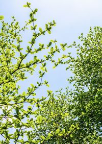 Low angle view of trees