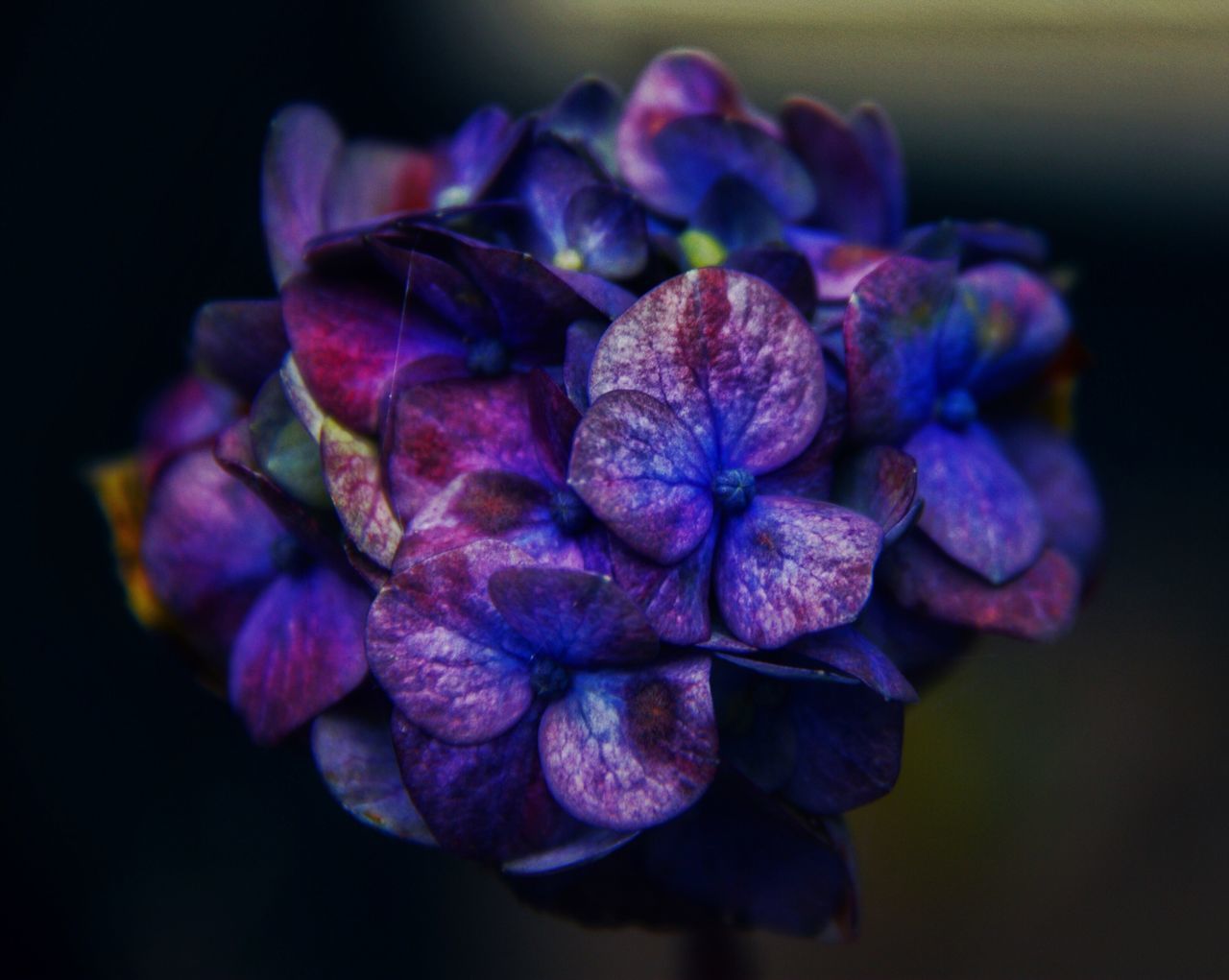 CLOSE-UP OF PURPLE HYDRANGEA FLOWER