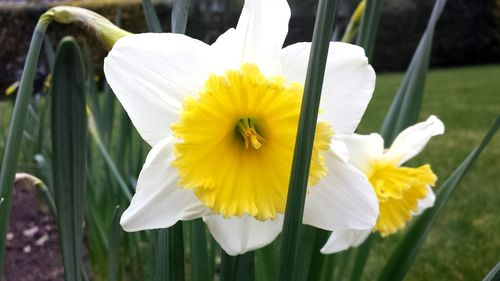 Close-up of white flower