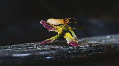 Close-up of lizard on flower