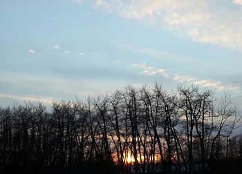 Silhouette trees against sky during sunset