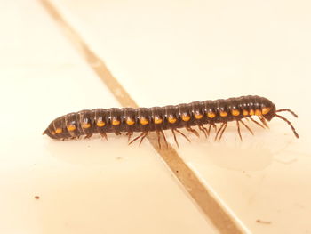 Close-up of insect on white surface