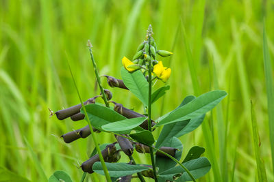 Close-up of green flower buds on field