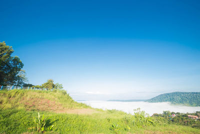 Scenic view of field against clear blue sky