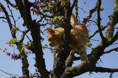 Low angle view of monkey on tree