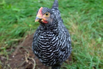 Close-up of bird on field