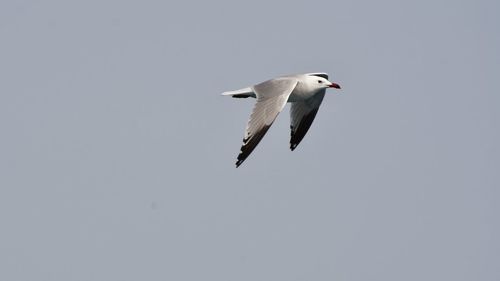 Low angle view of bird flying against clear sky