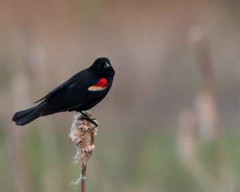 Close-up of bird perching on plant