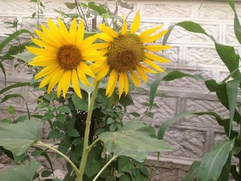 Close-up of yellow flowering plant