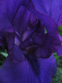 Close-up of purple flowers