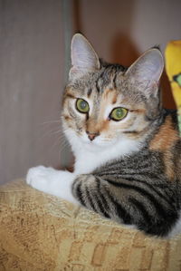 Close-up portrait of a cat