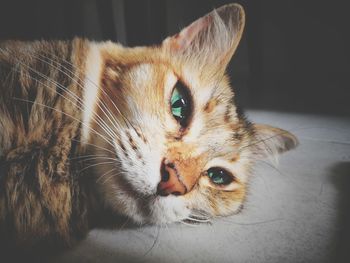 Close-up portrait of a cat