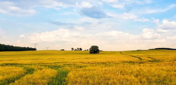 Scenic view of agricultural field against sky