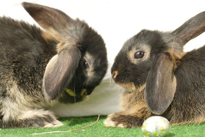 Close-up of rabbit