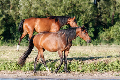 Side view of horses in ranch