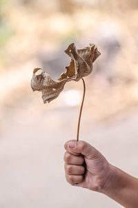 Cropped hand holding plant