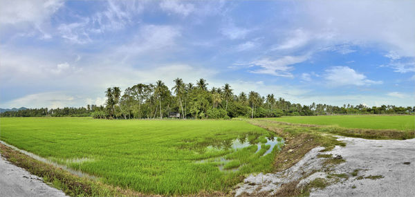 Scenic view of field against sky