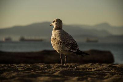 Close-up of bird perched on railing