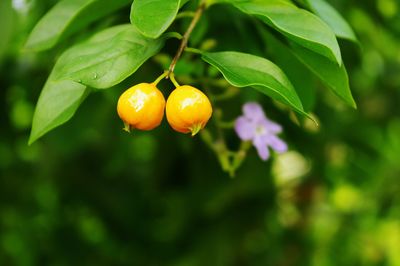 Close-up of fruits on tree