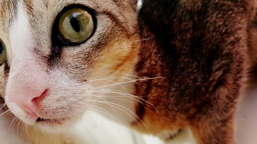 Close-up portrait of cat