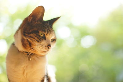 Close-up of cat