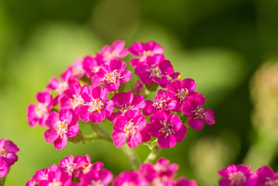 Close-up of pink flowers blooming outdoors