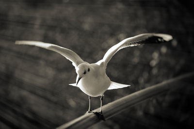 Close-up of seagull flying