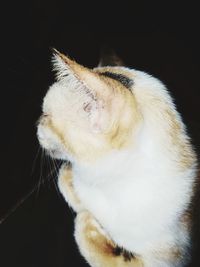 Close-up of a cat over black background