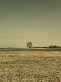 Scenic view of field against clear sky