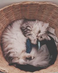 Close-up of cat sleeping on bed