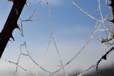 Low angle view of spider web against clear sky