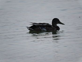 Duck swimming in lake