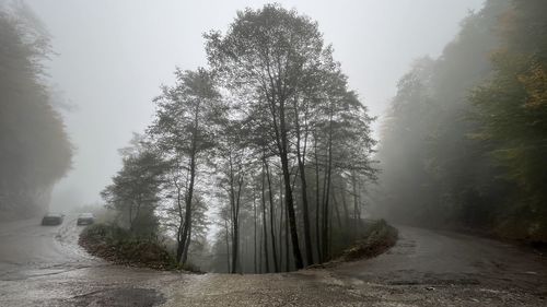 Trees in forest