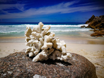 Close-up of coral at beach