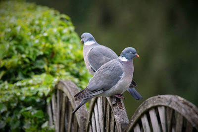 Close-up of bird perching on wood