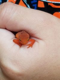 Close-up of person hand holding small