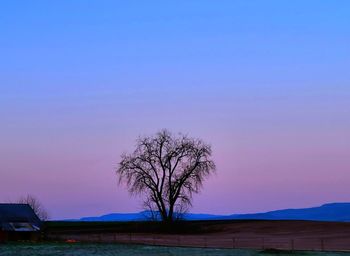 Silhouette bare tree on field against sky at sunset