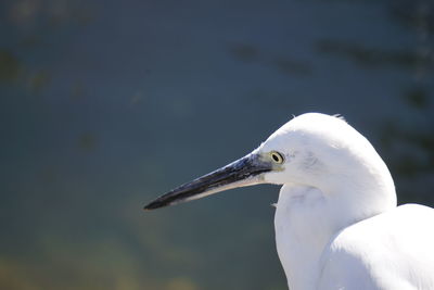 Close-up of seagull