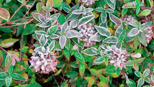 Close-up of plants