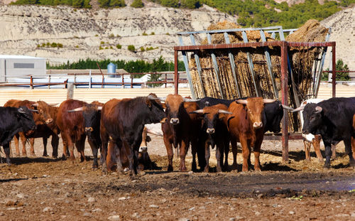 Detail of several bulls on a farm