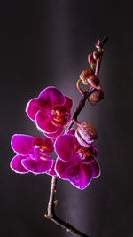 Close-up of pink orchid flower against black background