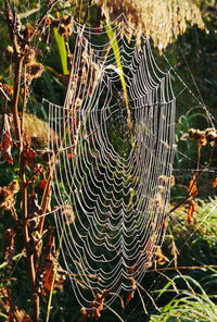 Close-up of spider web on plant in forest