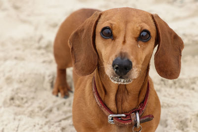 Close-up portrait of a dog