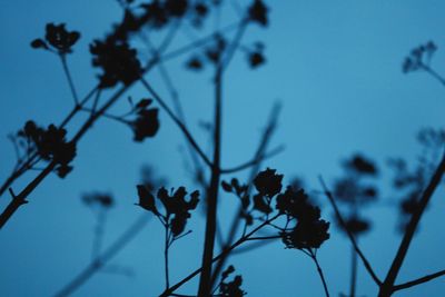 Close-up of silhouette flower against clear sky