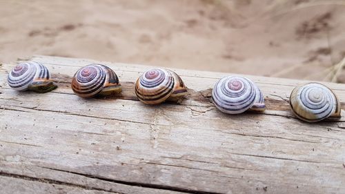 Close-up of snail on wood